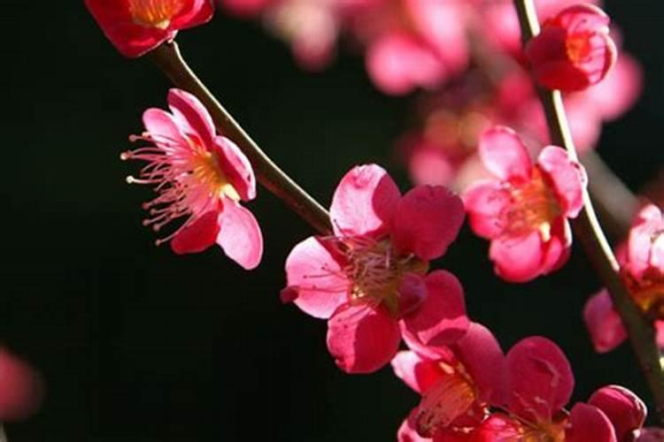 冬季梅花盆景养护(冬季梅花盆景养护全攻略,让梅花开满你的家)百度知...