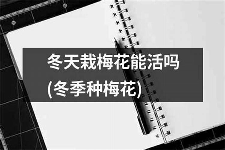 梅花过冬的方法