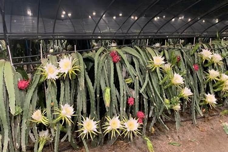 火龙果为何开花几天就会黄？