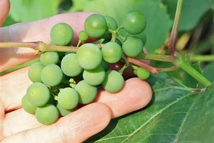 大量元素液体肥加硫代硫酸钠的作用