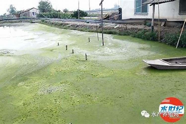 桃树谢花后打什么药