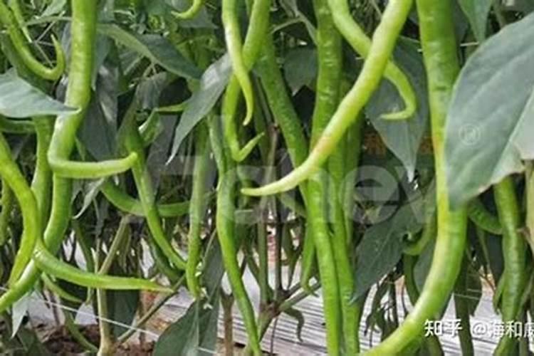 辣椒生长期间最不能用的三种肥料是哪些