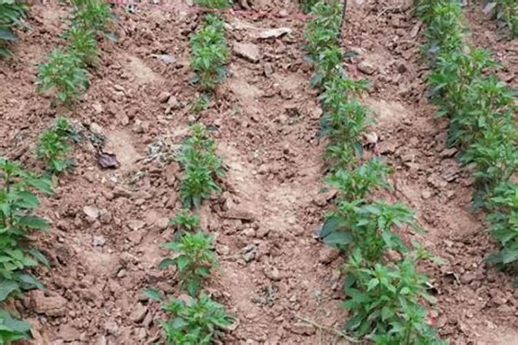 辣椒最忌施什么肥料