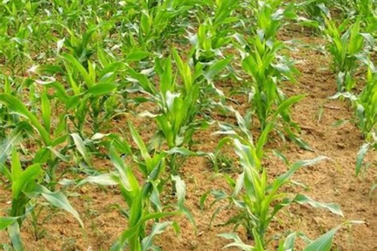 ...当追肥吗？玉米面积大,尿素追肥不能及时,什么叶面肥可以替代...