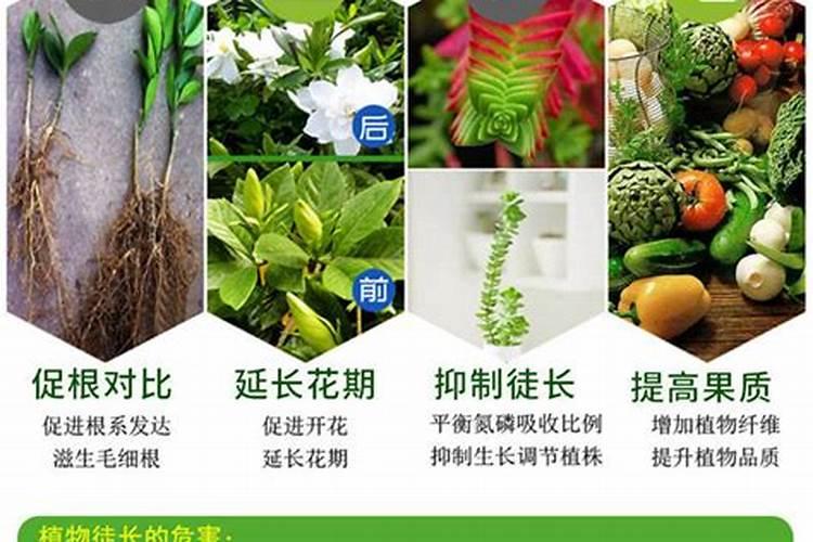 施叶面肥多久浇一次水好