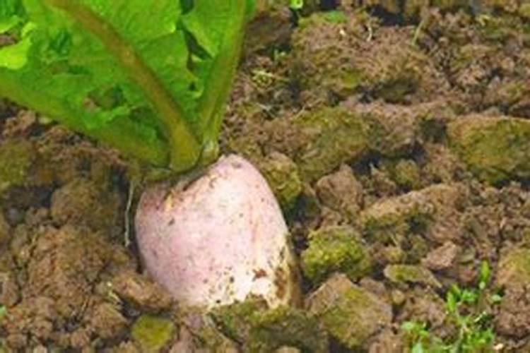 种萝卜用什么肥料最好