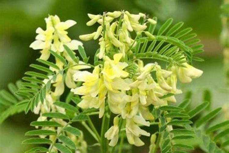 黄芪喜欢什么肥料才高产品质好。