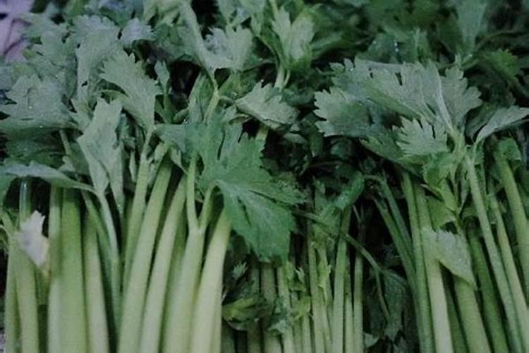 芹菜上什么肥料长得粗