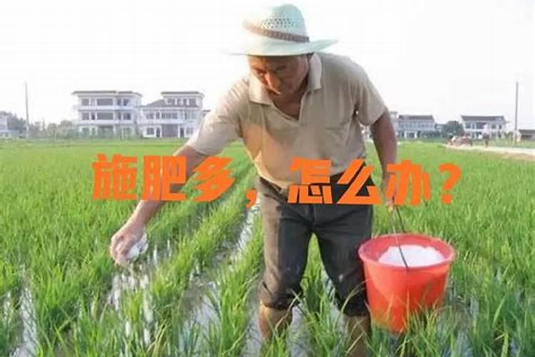 水稻施硅肥应该怎么施？一亩田用多少硅肥？