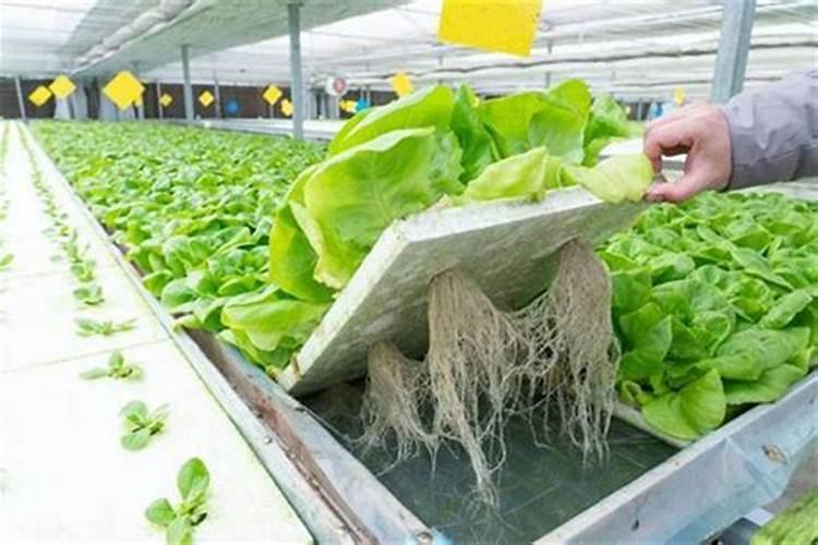日本阳台种菜是怎么做的？有什么讲究？