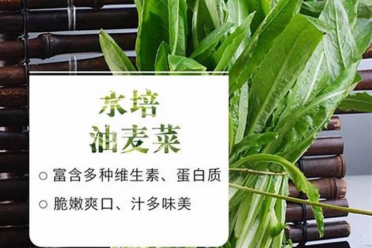 3月可以种植什么蔬菜