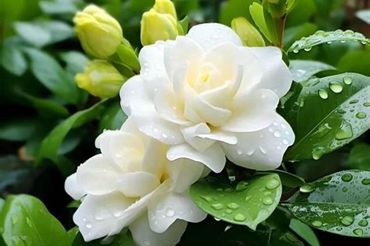 养栀子花的肥料 栀子花最好的肥料是什么怎么施