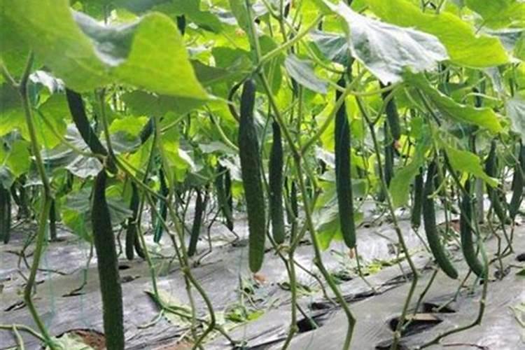 打完叶面肥多久可以打除草剂