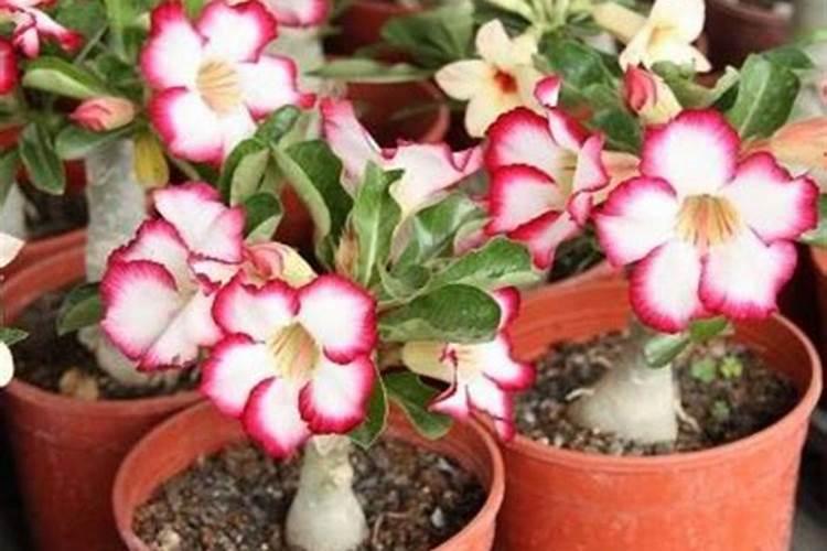 沙漠玫瑰有花苞后如何养护品质更高