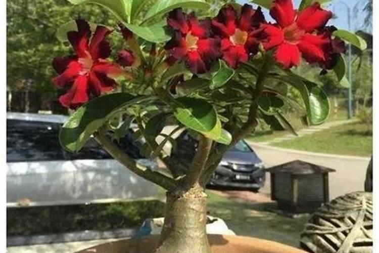 沙漠玫瑰如何越夏长得旺
