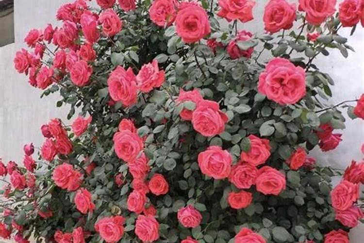 月季施什么肥开花