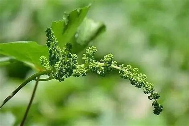 葡萄用什么肥料