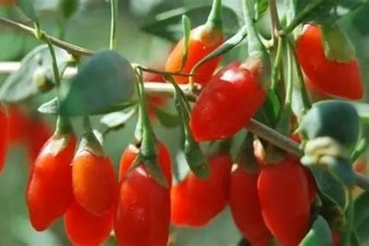 种植枸杞需要哪些肥料