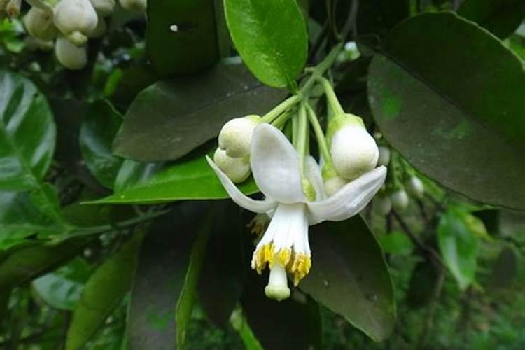 柚子施有机肥的五大好处,柚子施什么肥又大又甜？