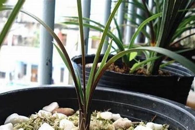 种草莓用什么肥料好