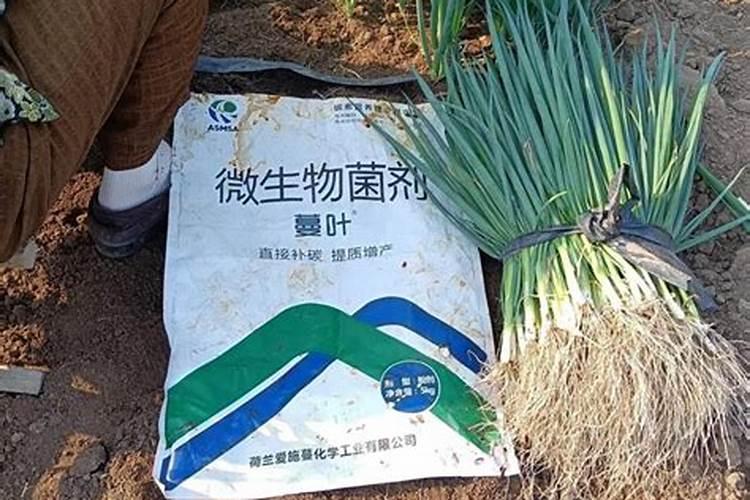 松树皮怎么发酵最快(松树皮2种发酵方法)