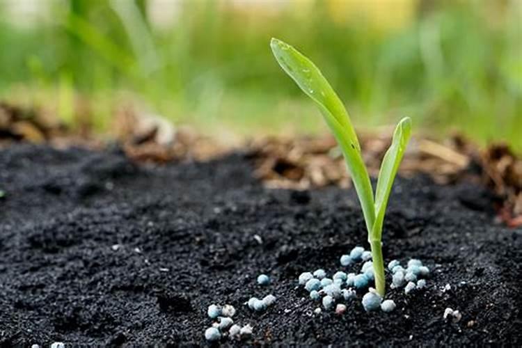 菌肥好坏怎么辨别