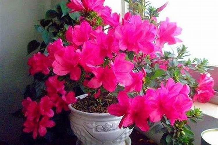 杜鹃花什么时候施肥