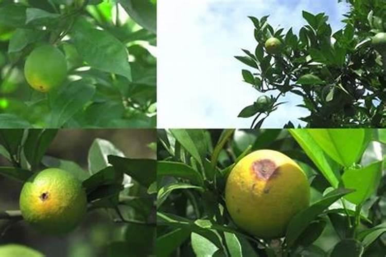 脐橙春季管理技术,脐橙植株距多少合适