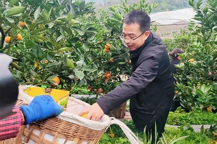 牛粪牛血给果树上肥用发酵吗？