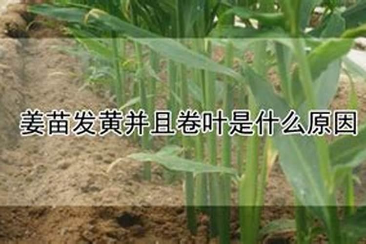 桉树幼苗施什么肥
