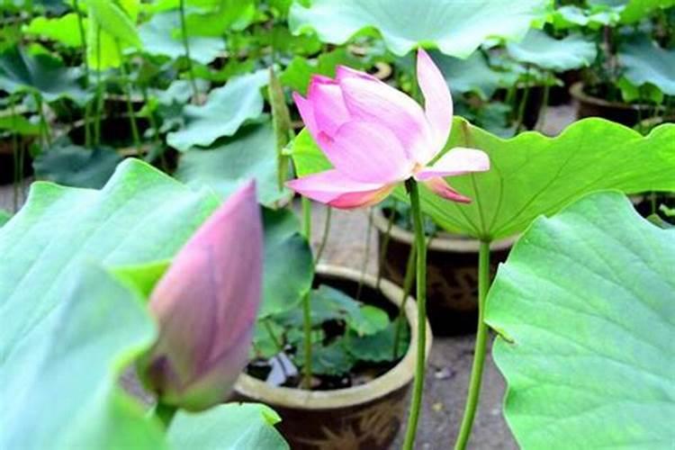 荷花喜肥吗 喜欢施什么肥料