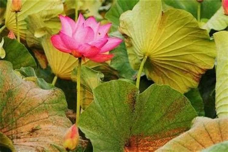 荷花叶子发黄怎么办