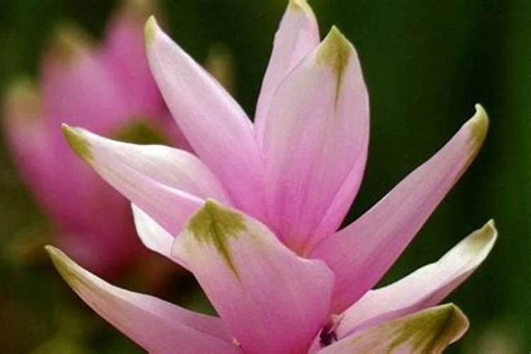 荷花喜肥吗 喜欢施什么肥料