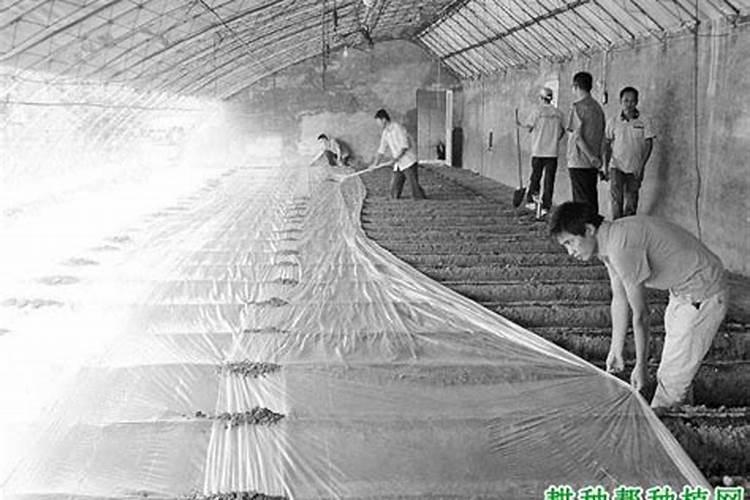温室大棚葡萄用什么烟熏杀菌剂好？