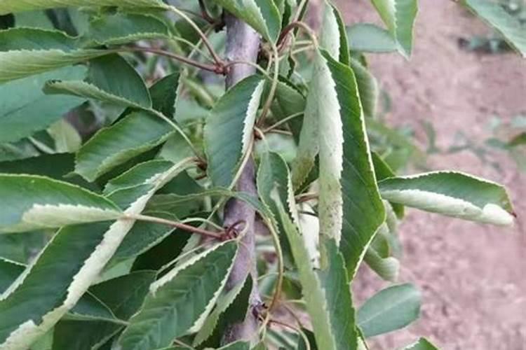 想回村包地种樱桃,樱桃树花前应该怎样施肥呢？