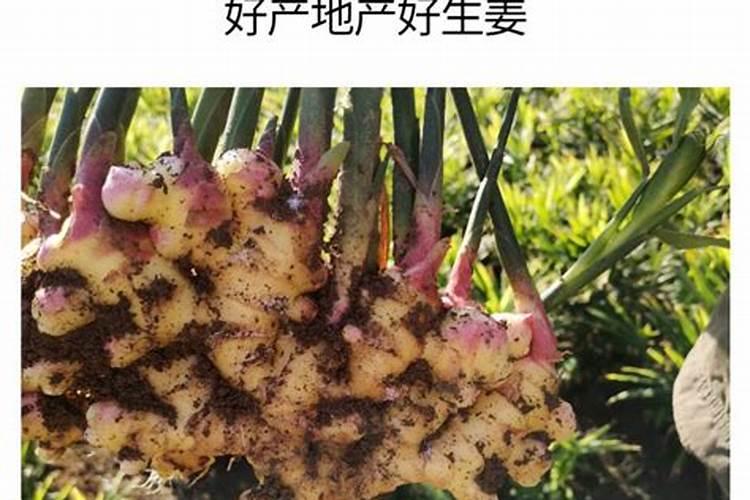 怎样种植黄姜黄姜人工种植技术