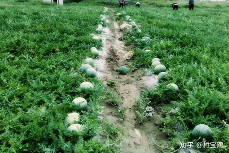 大棚西瓜打花之前可以浇的肥料吗？