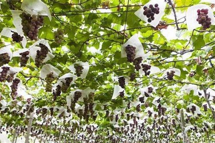 果树施钾肥什么时候好