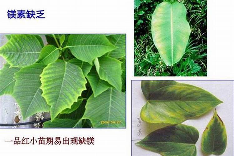 阿普斯特一盒多少钱,谁买过啊？