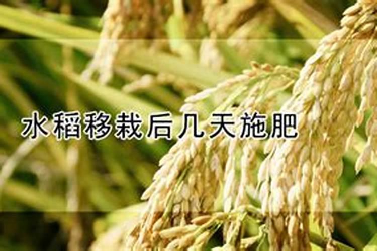 水稻田该如何施用硼肥