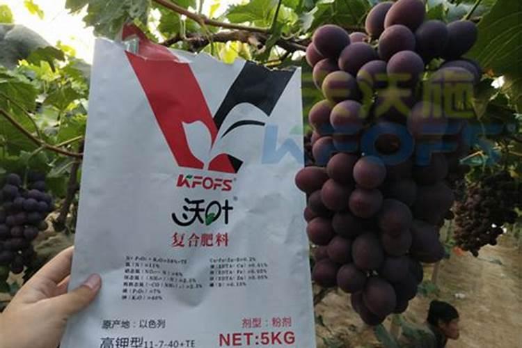 钾肥对玉米能起到什么作用