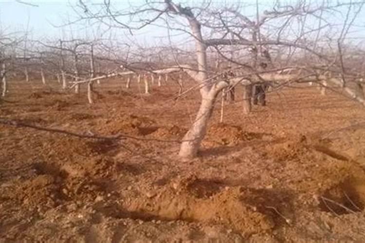 果树施硼肥怎么操作？果树施硼肥有什么用？