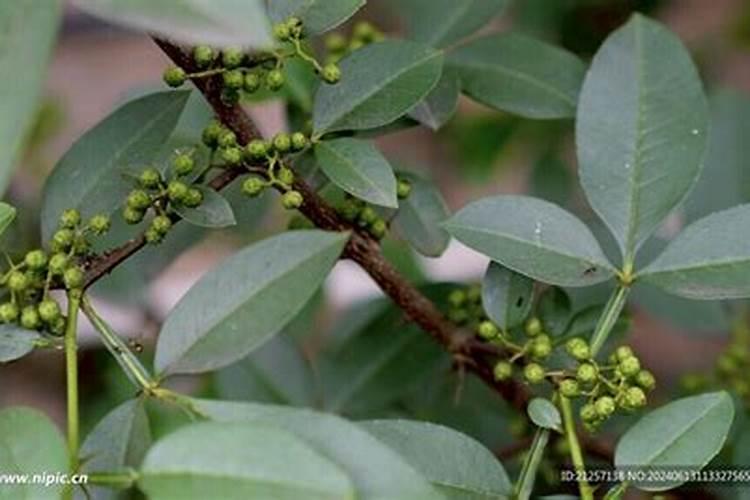 钾肥的作用是什么 钾肥有哪些种类