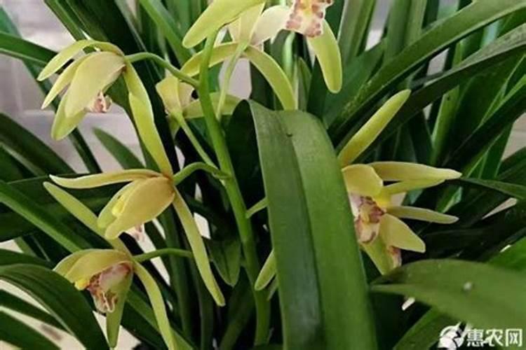 兰花用什么肥可以多开花,自制兰花肥料方法