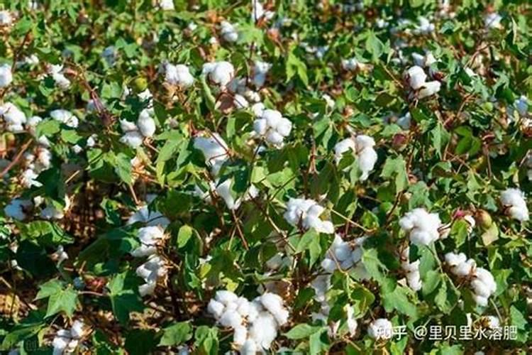 豆角结荚期怎样施肥