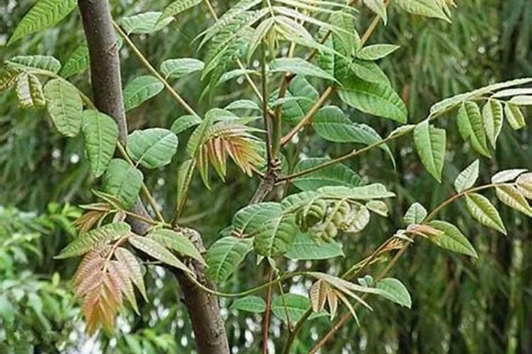 抗寒抗旱的肥料