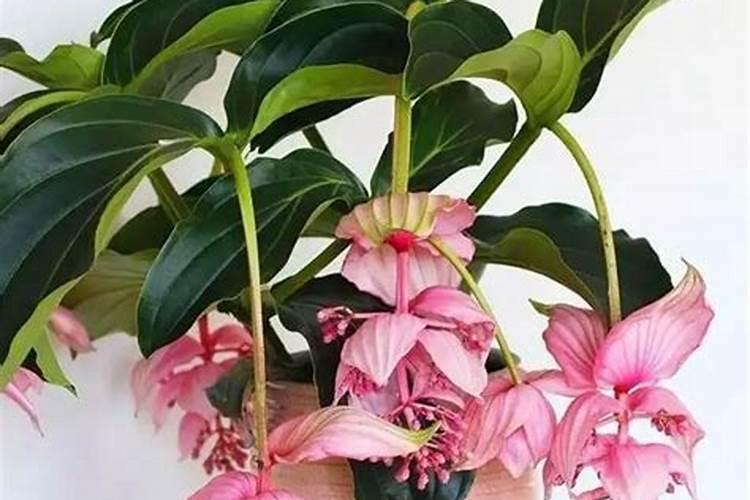 宝莲灯花浇什么肥料好