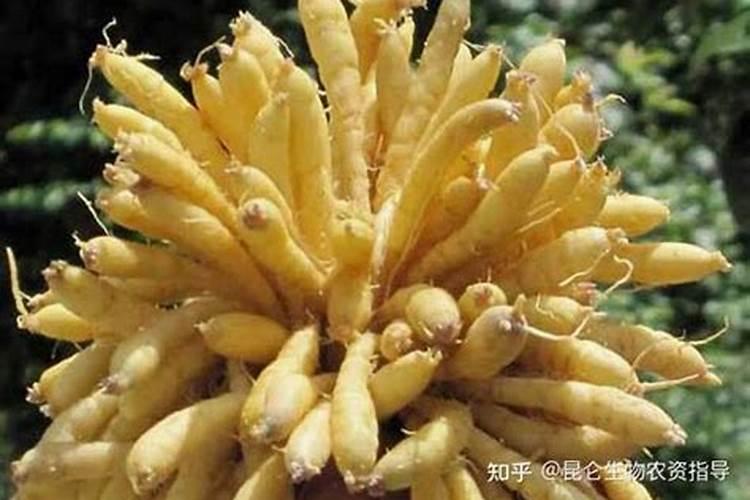 糖醇钙叶面肥作用与用量