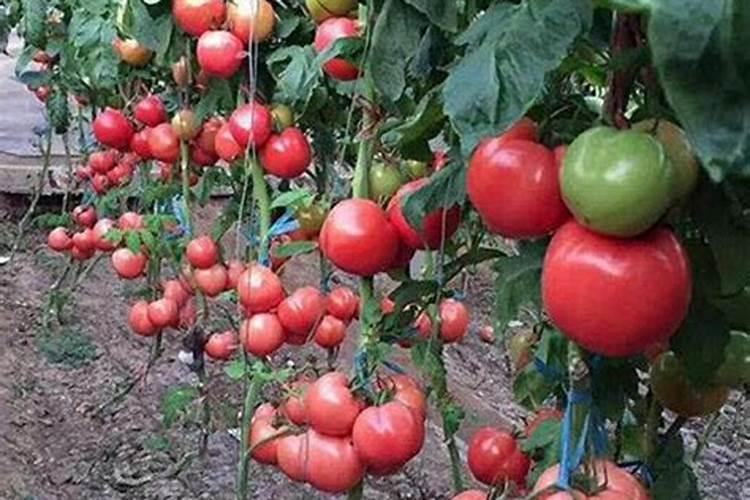 土豆出苗后多久施肥