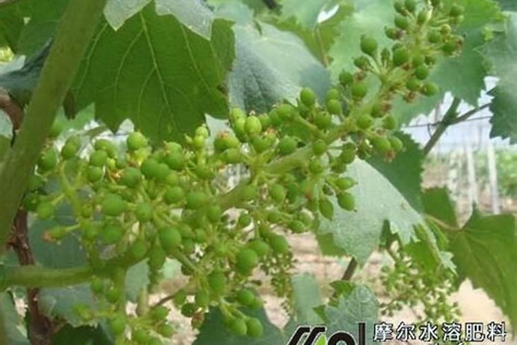 牡丹芍药的区别